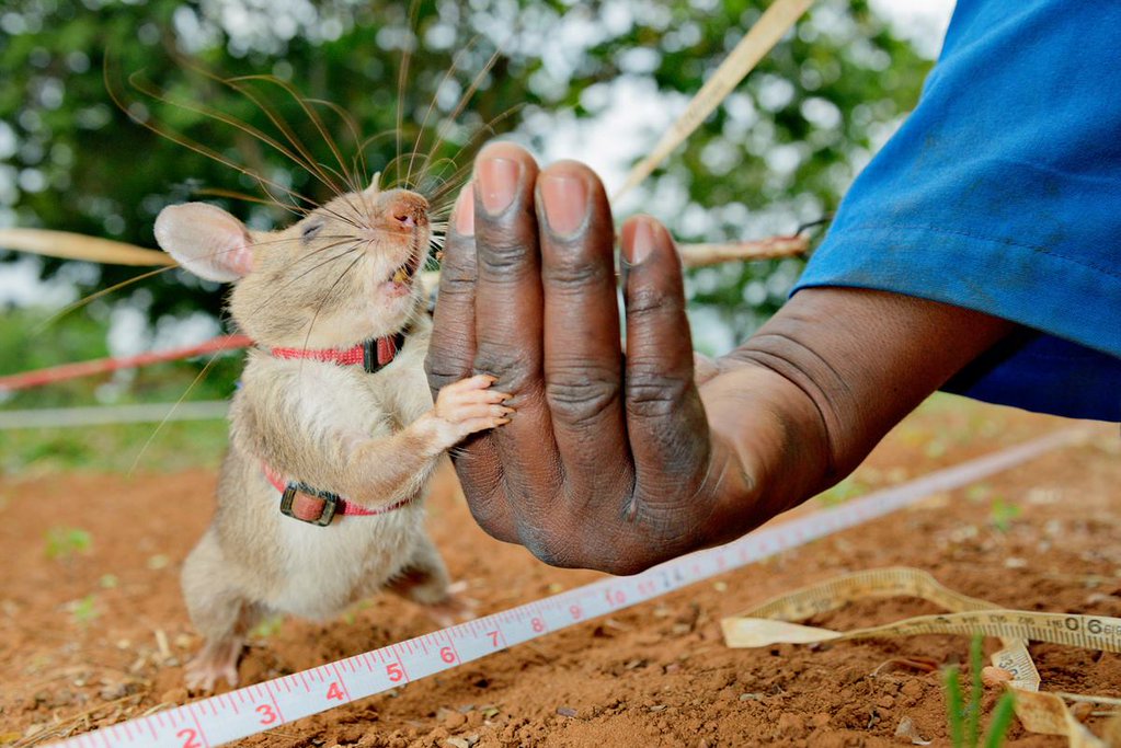 Apopo Rat sniffing large - thedotgood.